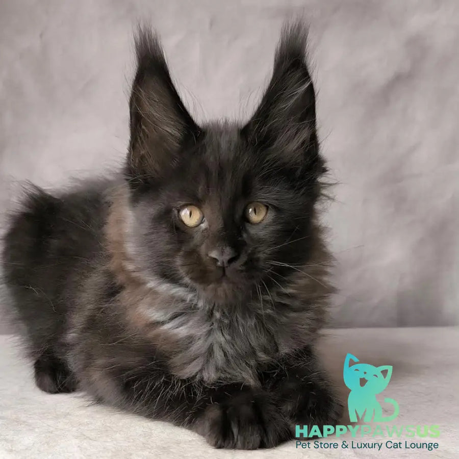 Poseidon Maine Coon male black - live animals