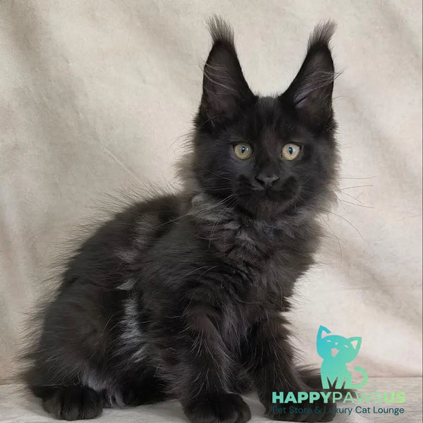 Poseidon Maine Coon male black - live animals