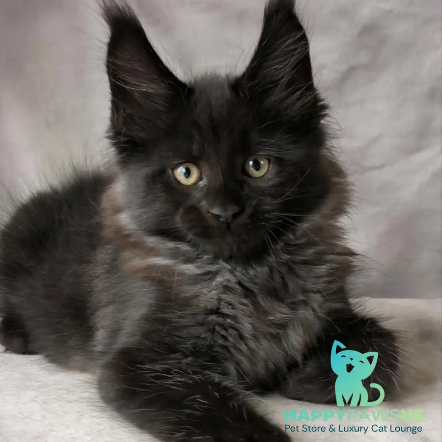 Poseidon Maine Coon male black - live animals