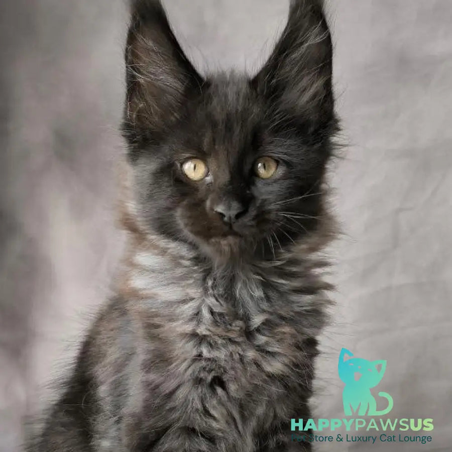 Poseidon Maine Coon male black - live animals