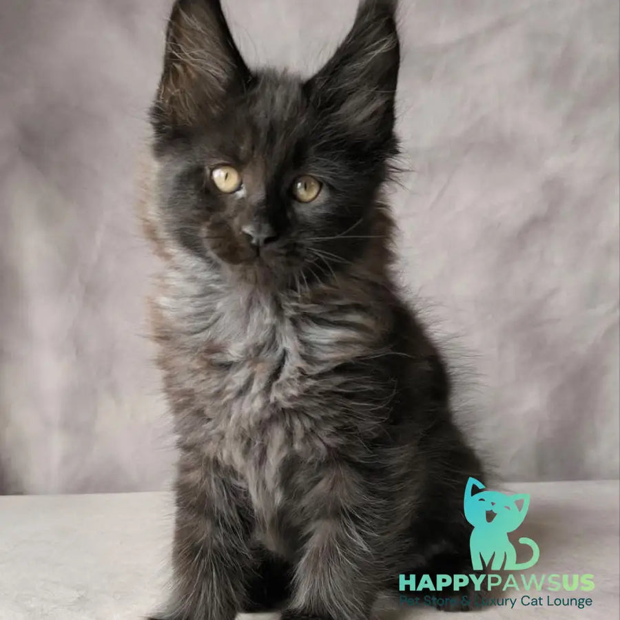 Poseidon Maine Coon male black - live animals