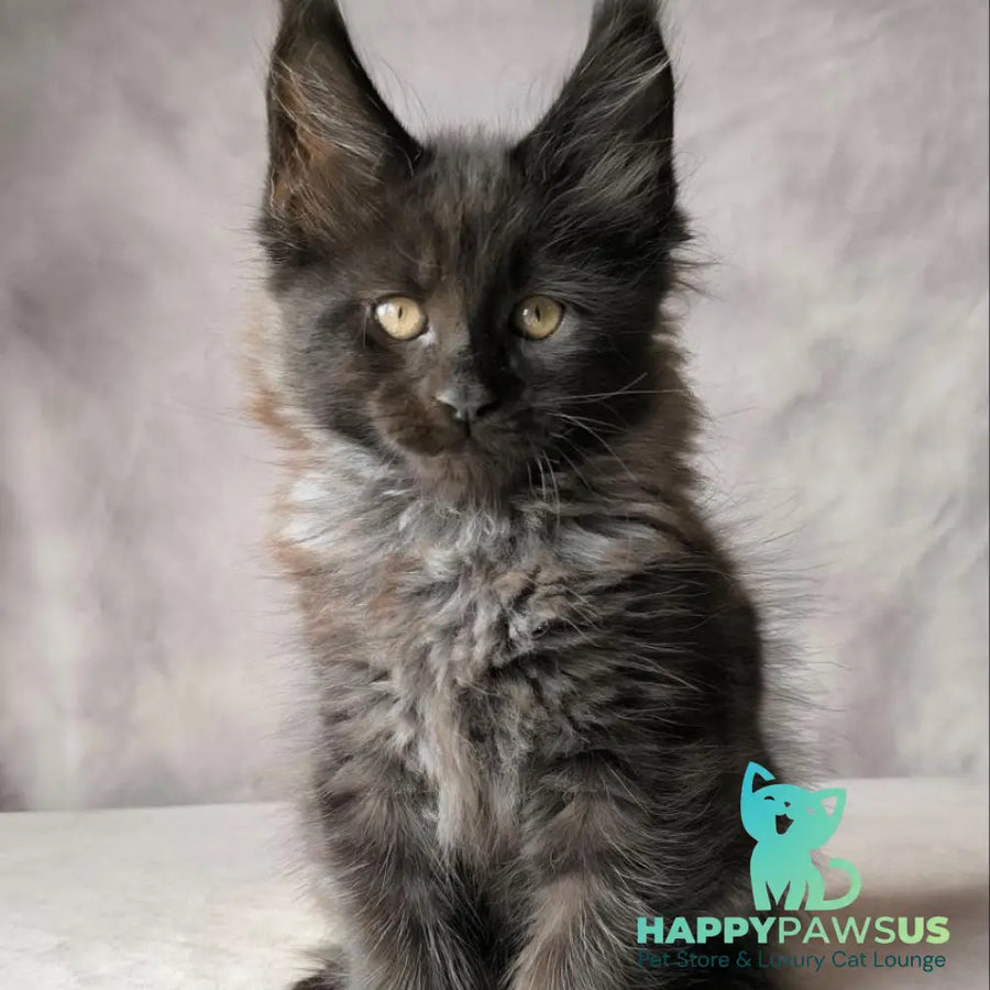 Poseidon Maine Coon male black - live animals
