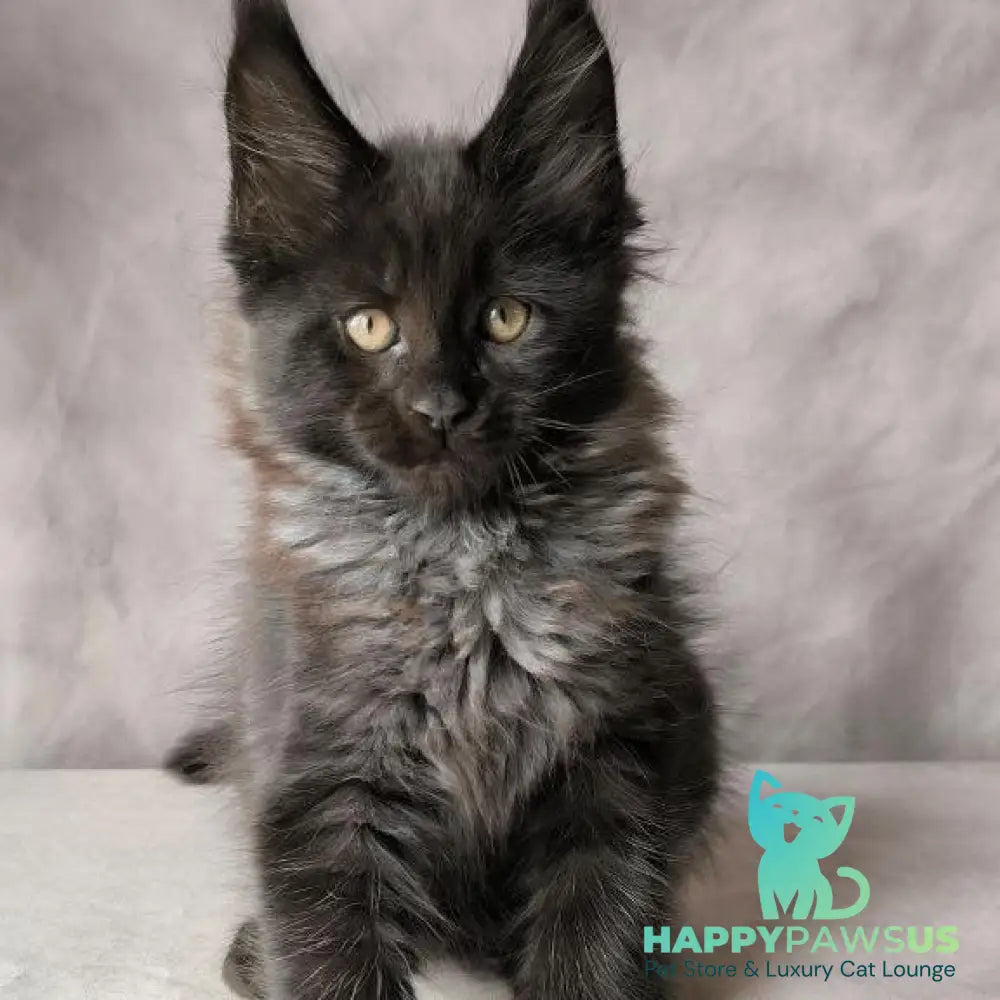 Poseidon Maine Coon male black - live animals