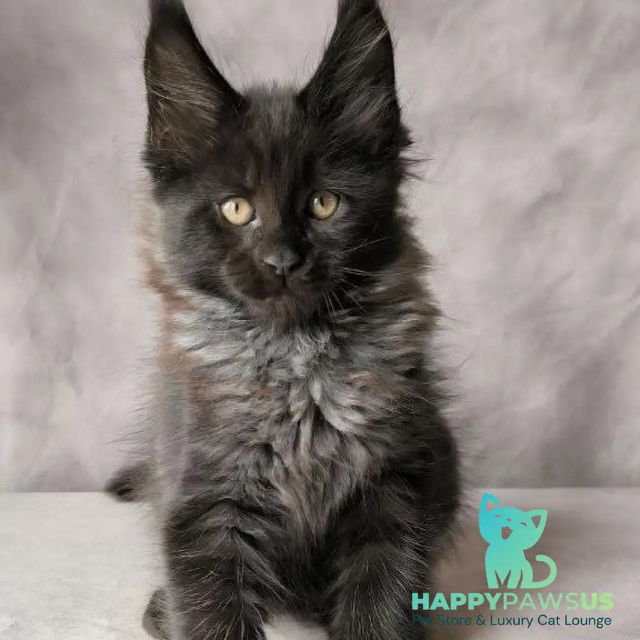 Poseidon Maine Coon male black - live animals