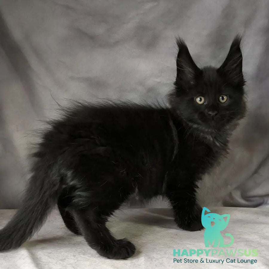 Poseidon Maine Coon male black - live animals