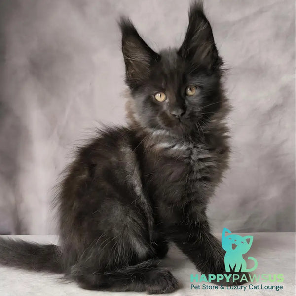 Poseidon Maine Coon male black - live animals
