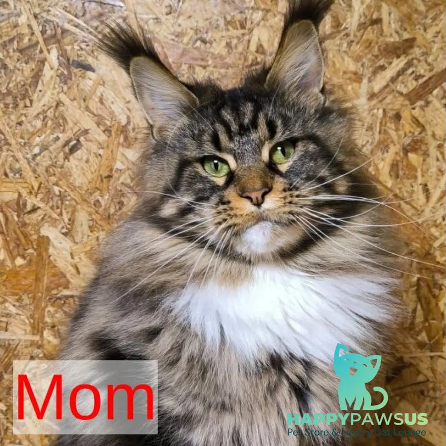 Poseidon Maine Coon male black - live animals