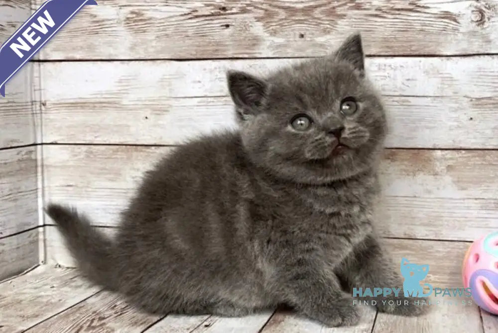 Poseydon British Shorthair male blue live animals