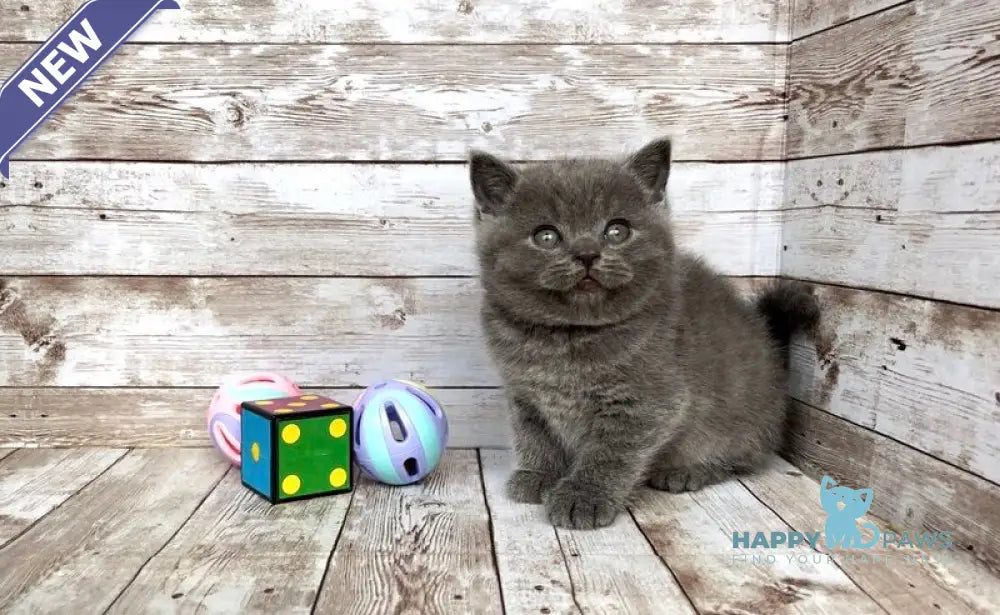 Poseydon British Shorthair male blue live animals