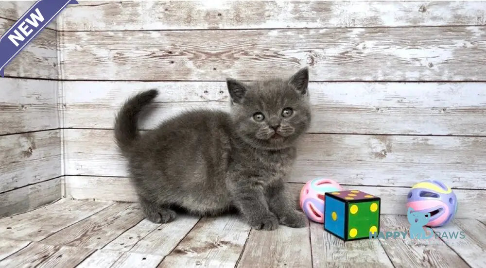 Poseydon British Shorthair male blue live animals