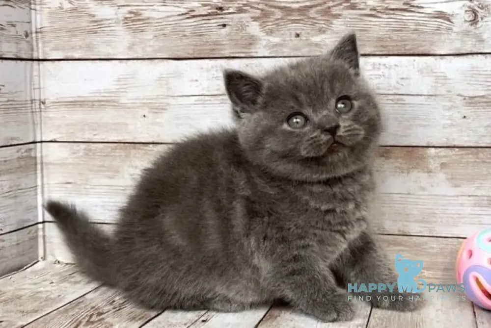 Poseydon British Shorthair male blue live animals
