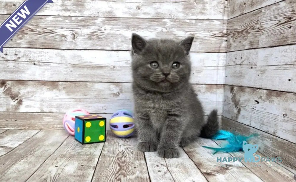 Poseydon British Shorthair male blue live animals