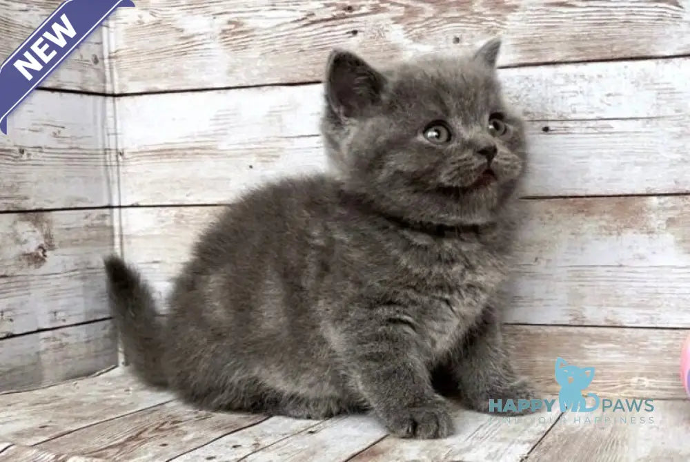 Poseydon British Shorthair male blue live animals