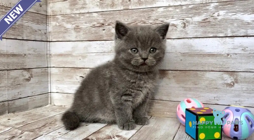 Poseydon British Shorthair male blue live animals