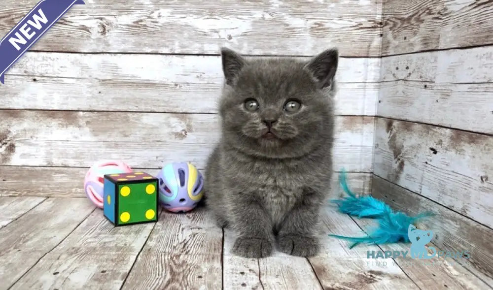 Poseydon British Shorthair male blue live animals