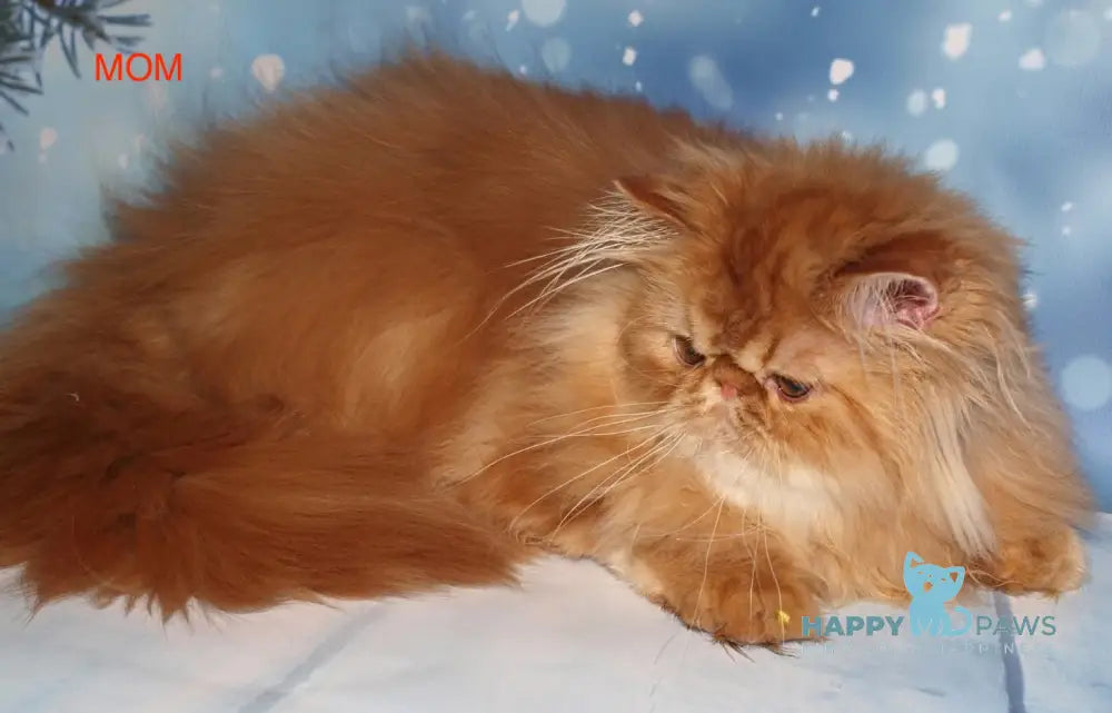 Poseydon Persian male red tabby bicolour live animals