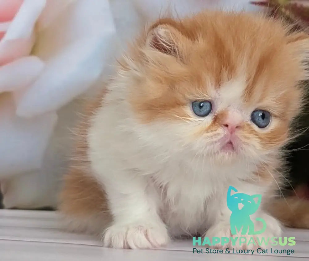 Poseydon Persian male red tabby bicolour live animals