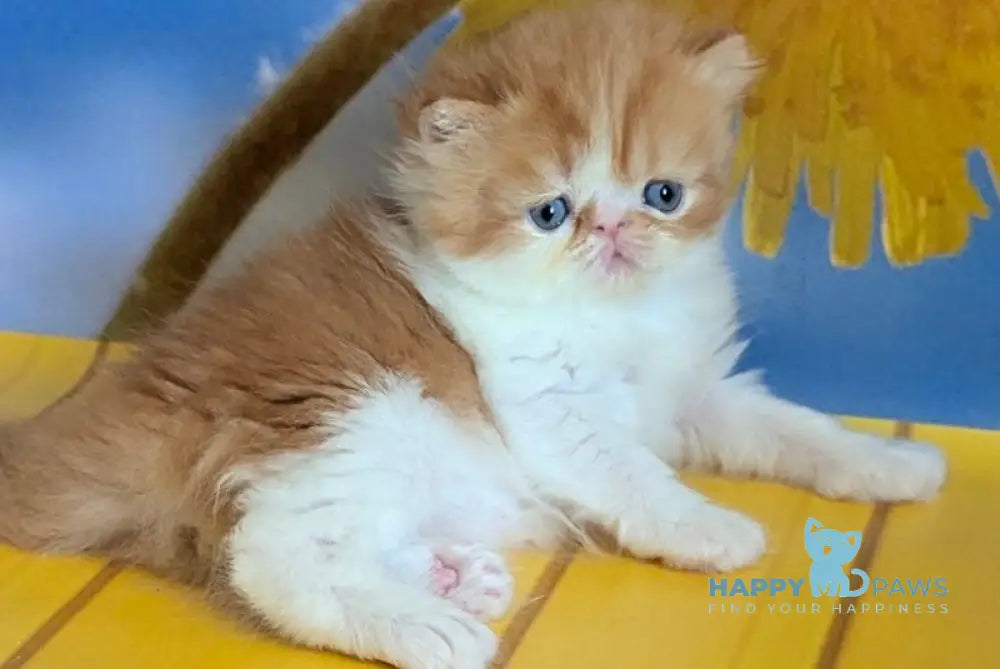 Poseydon Persian male red tabby bicolour live animals