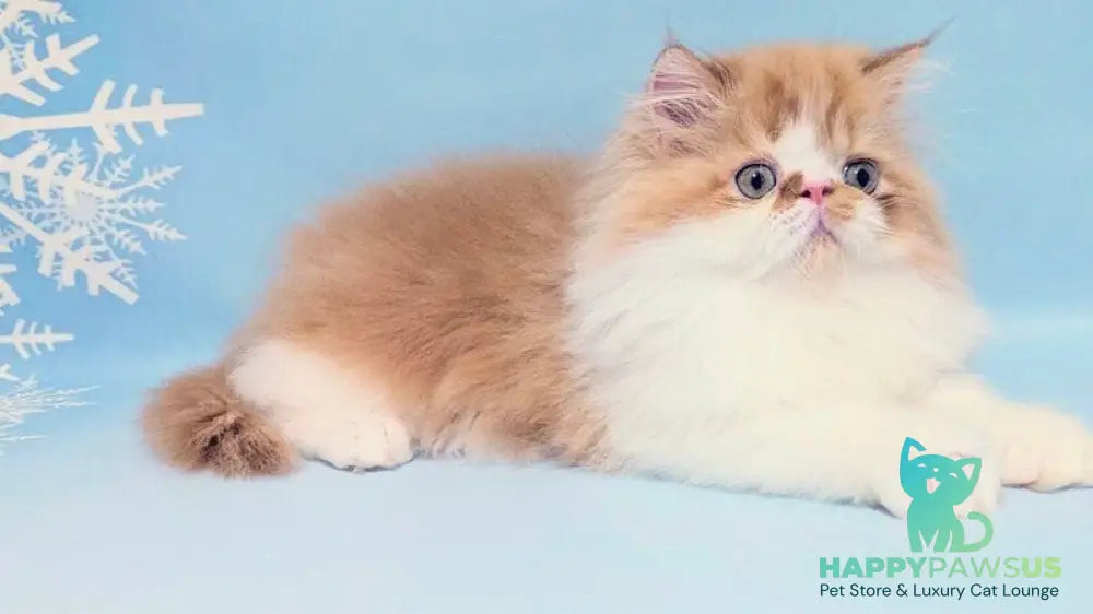 Poseydon Persian male red tabby bicolour live animals