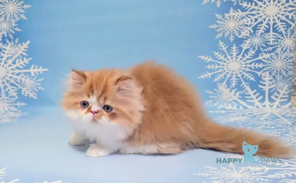 Poseydon Persian male red tabby bicolour live animals