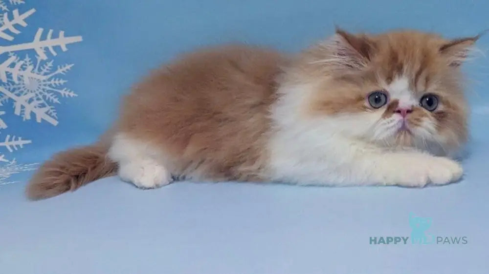 Poseydon Persian male red tabby bicolour live animals