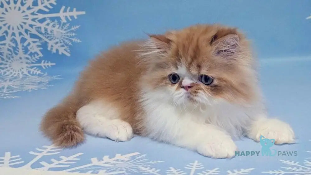 Poseydon Persian male red tabby bicolour live animals