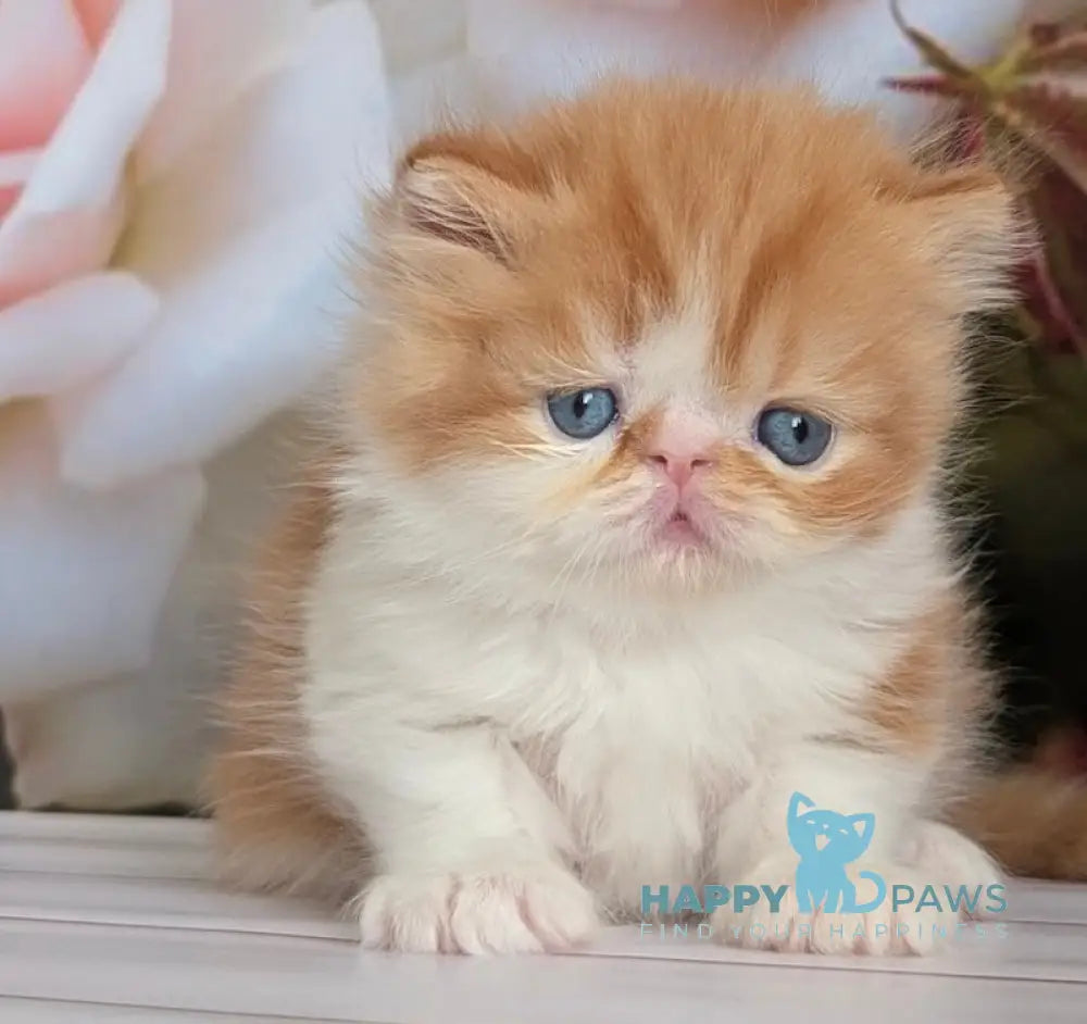 Poseydon Persian male red tabby bicolour live animals