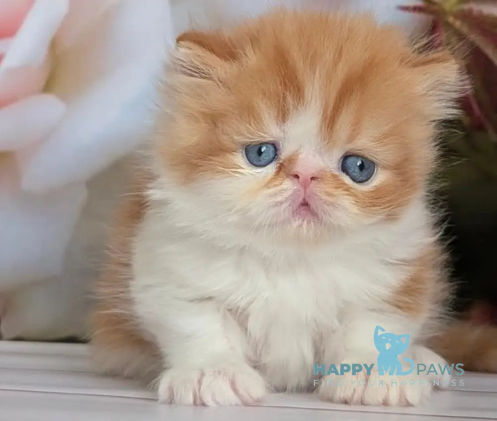 Poseydon Persian male red tabby bicolour live animals