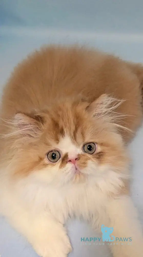 Poseydon Persian male red tabby bicolour live animals