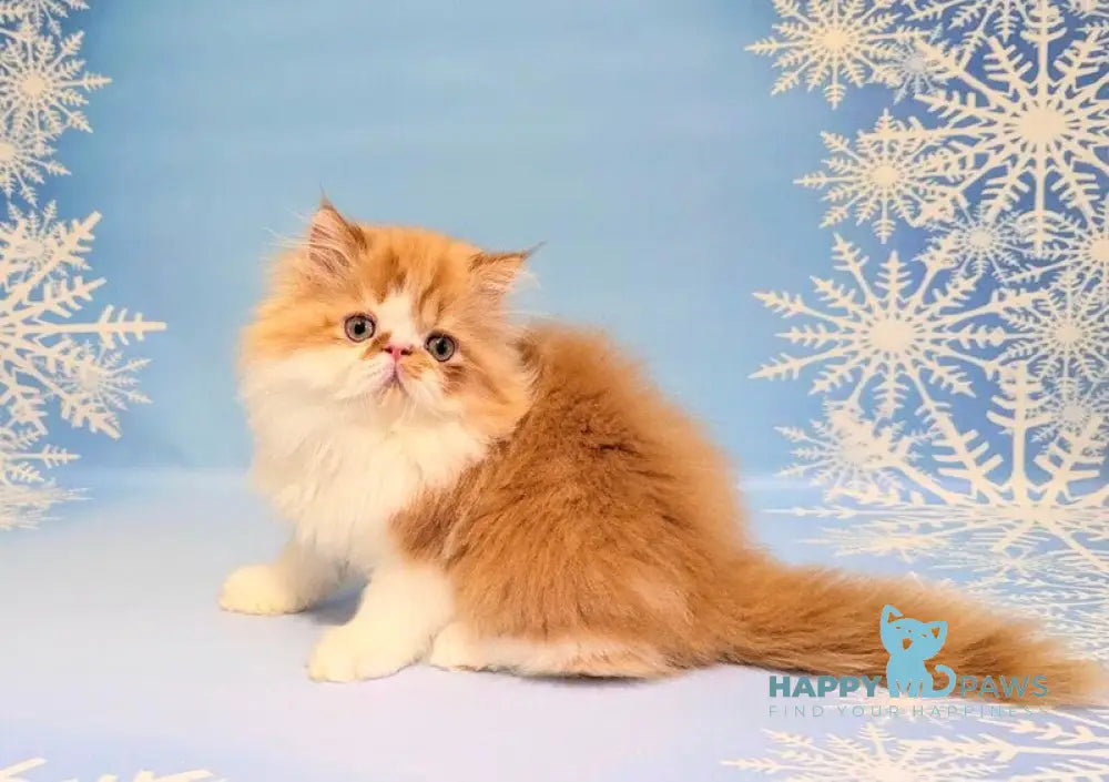 Poseydon Persian male red tabby bicolour live animals