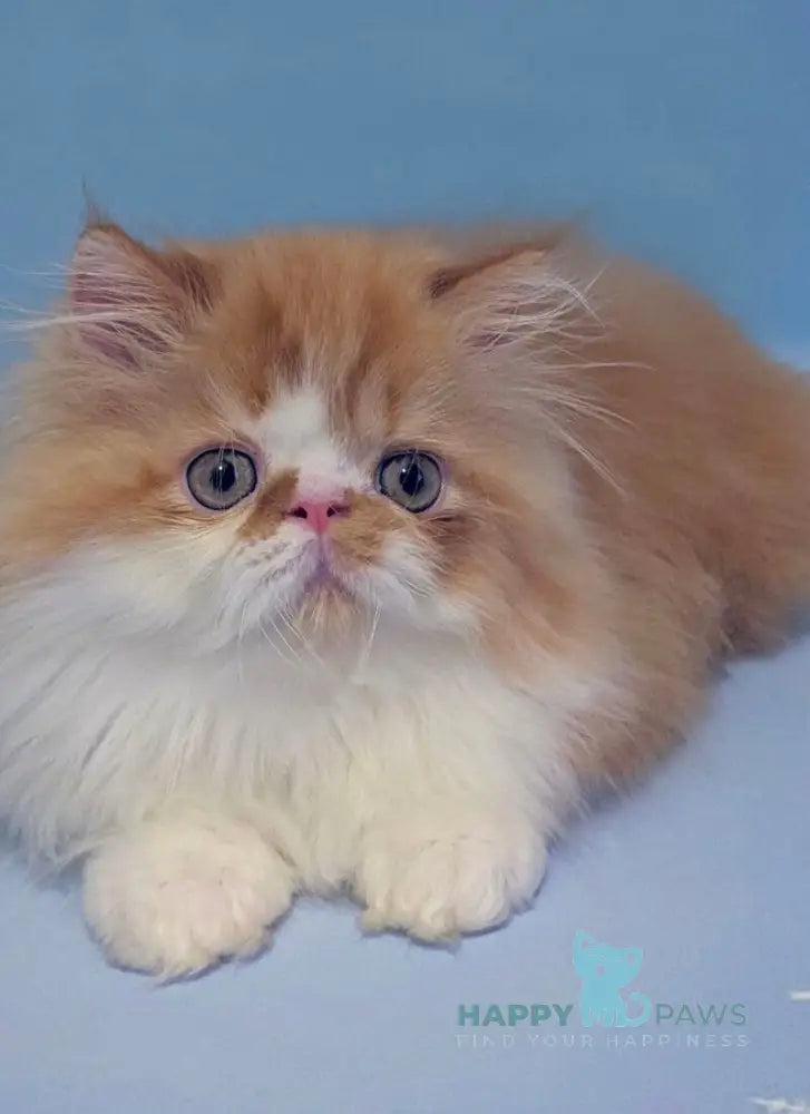 Poseydon Persian male red tabby bicolour live animals