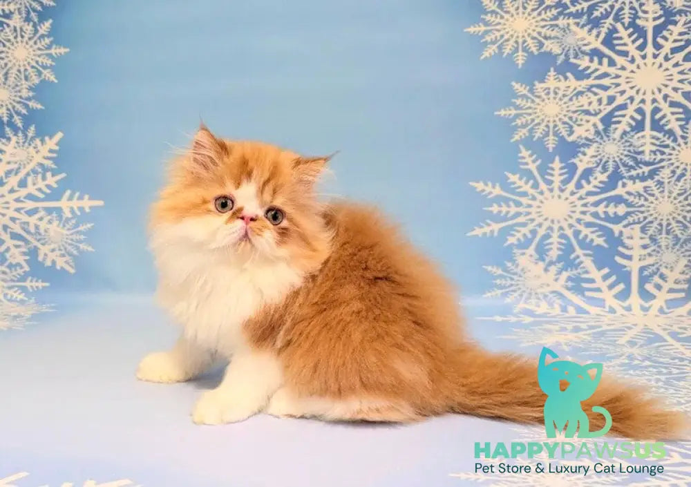 Poseydon Persian male red tabby bicolour live animals