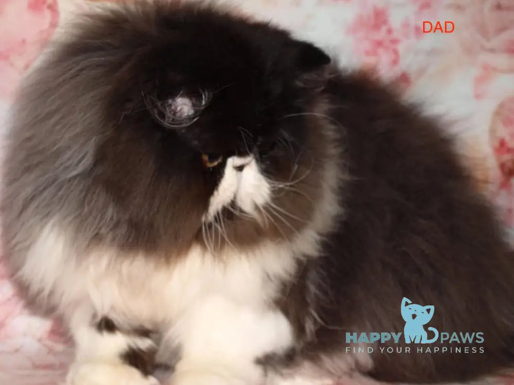 Poseydon Persian male red tabby bicolour live animals