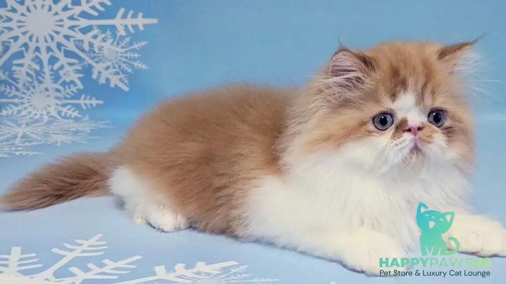 Poseydon Persian male red tabby bicolour live animals