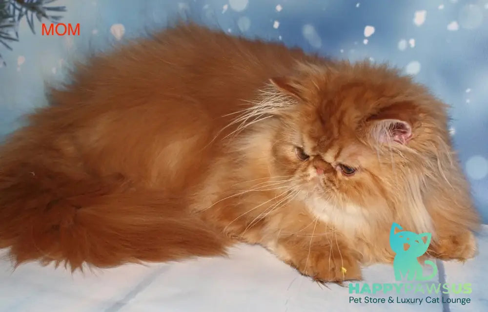 Poseydon Persian male red tabby bicolour live animals