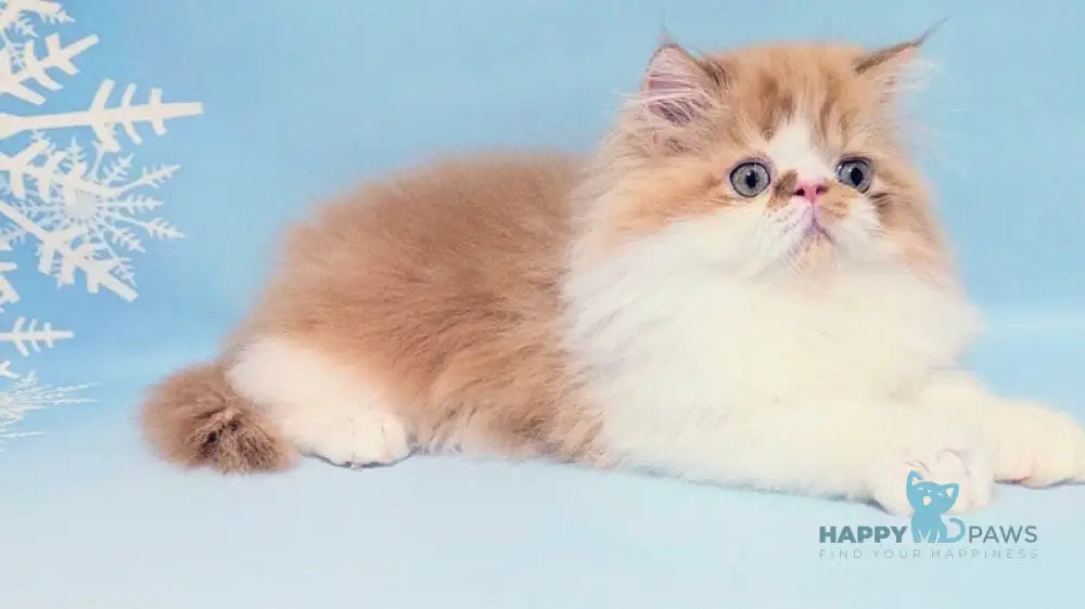 Poseydon Persian male red tabby bicolour live animals