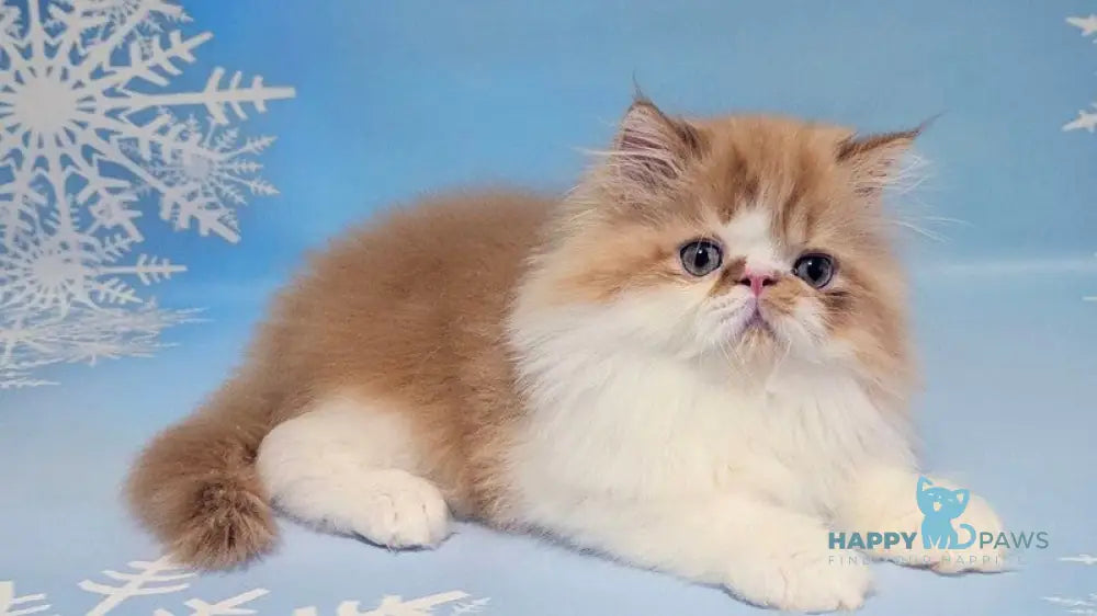 Poseydon Persian male red tabby bicolour live animals