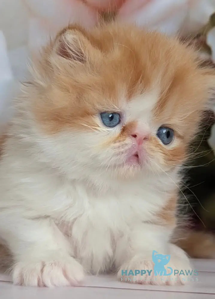 Poseydon Persian male red tabby bicolour live animals