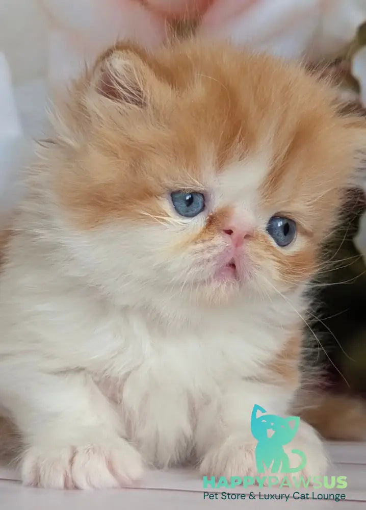 Poseydon Persian male red tabby bicolour live animals