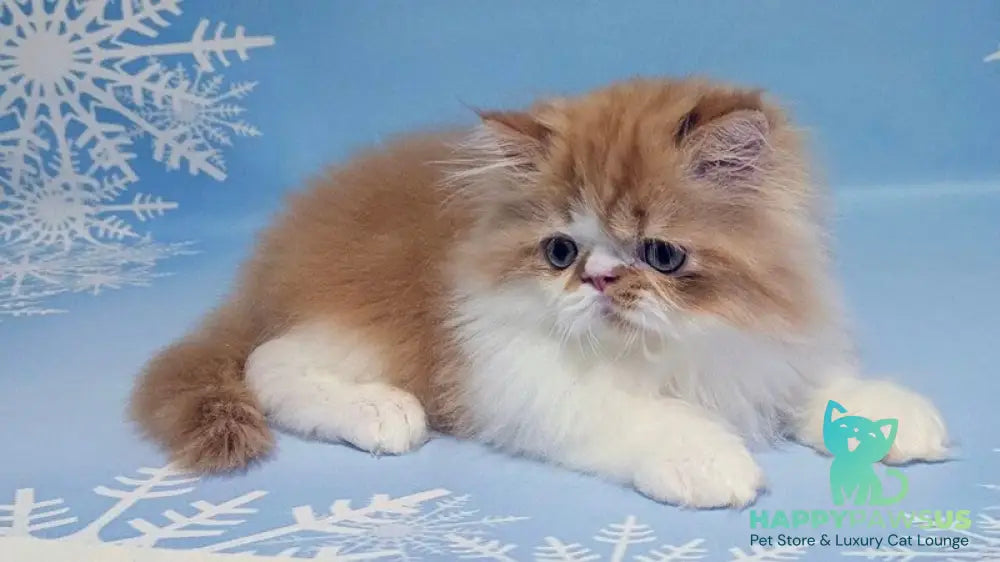 Poseydon Persian male red tabby bicolour live animals
