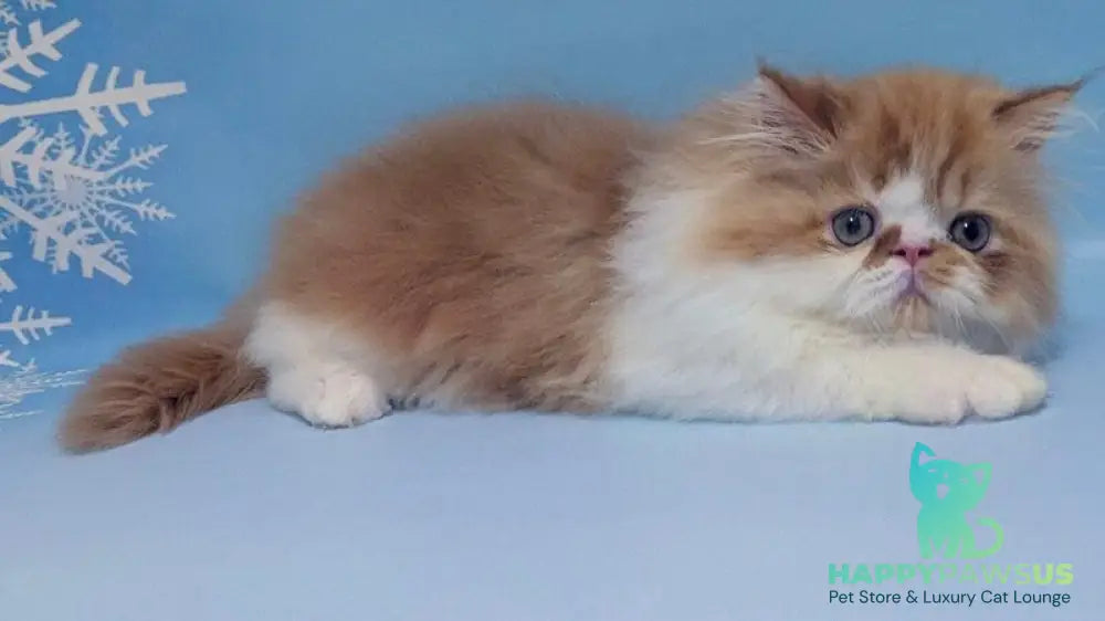 Poseydon Persian male red tabby bicolour live animals
