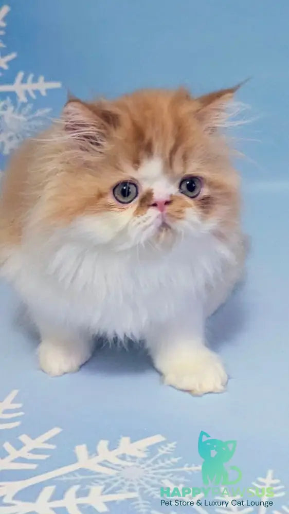 Poseydon Persian male red tabby bicolour live animals