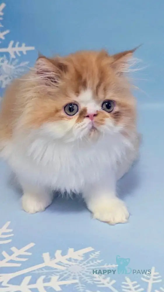 Poseydon Persian male red tabby bicolour live animals