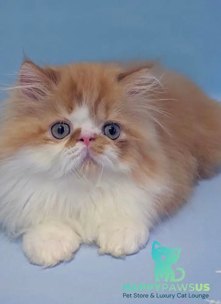 Poseydon Persian male red tabby bicolour live animals
