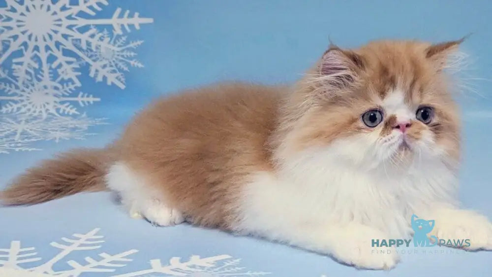 Poseydon Persian male red tabby bicolour live animals