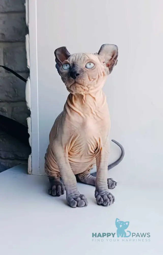 Potap Elf male blue live animals