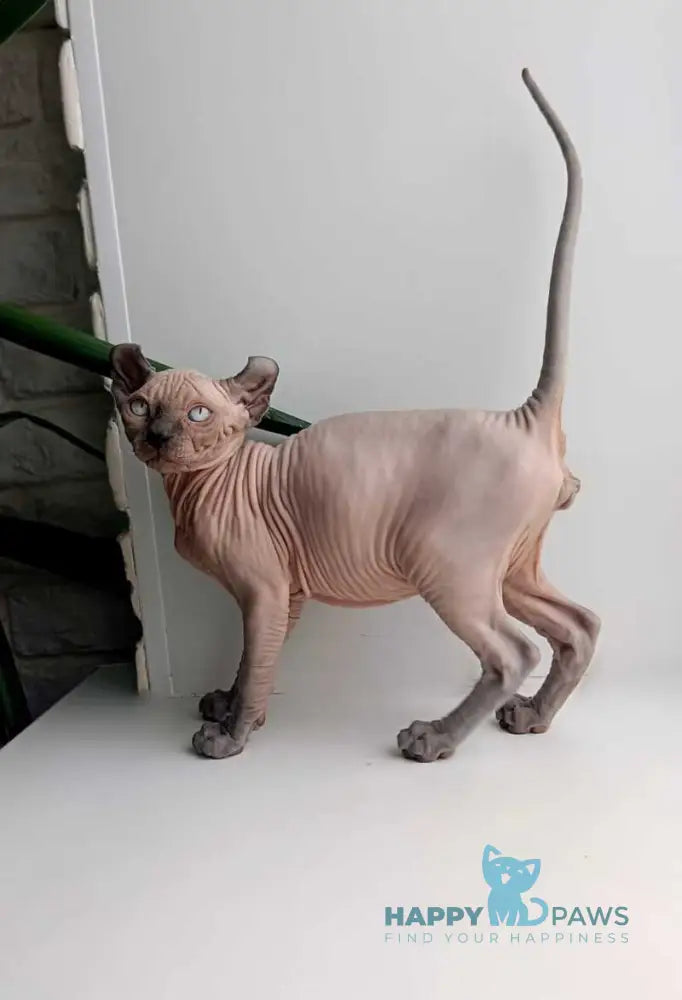 Potap Elf male blue live animals