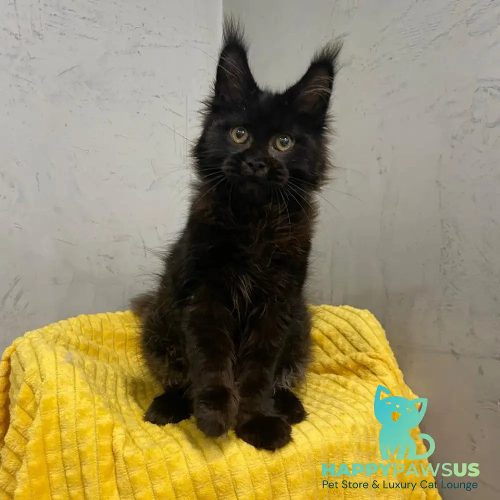 Potap Maine Coon male black - live animals