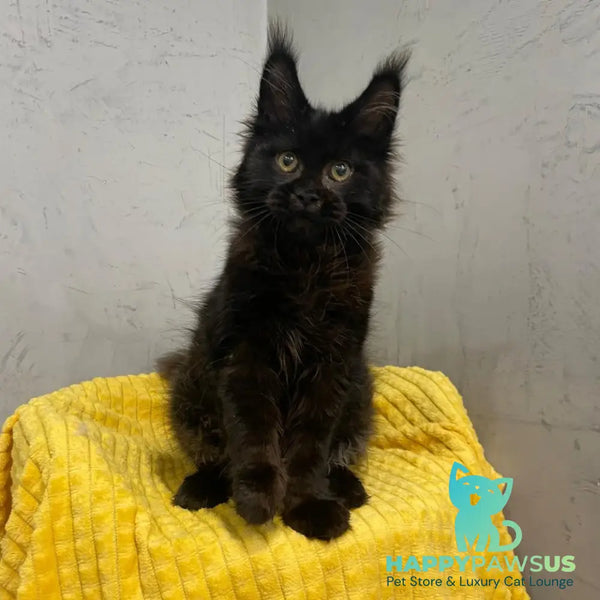 Potap Maine Coon male black - live animals