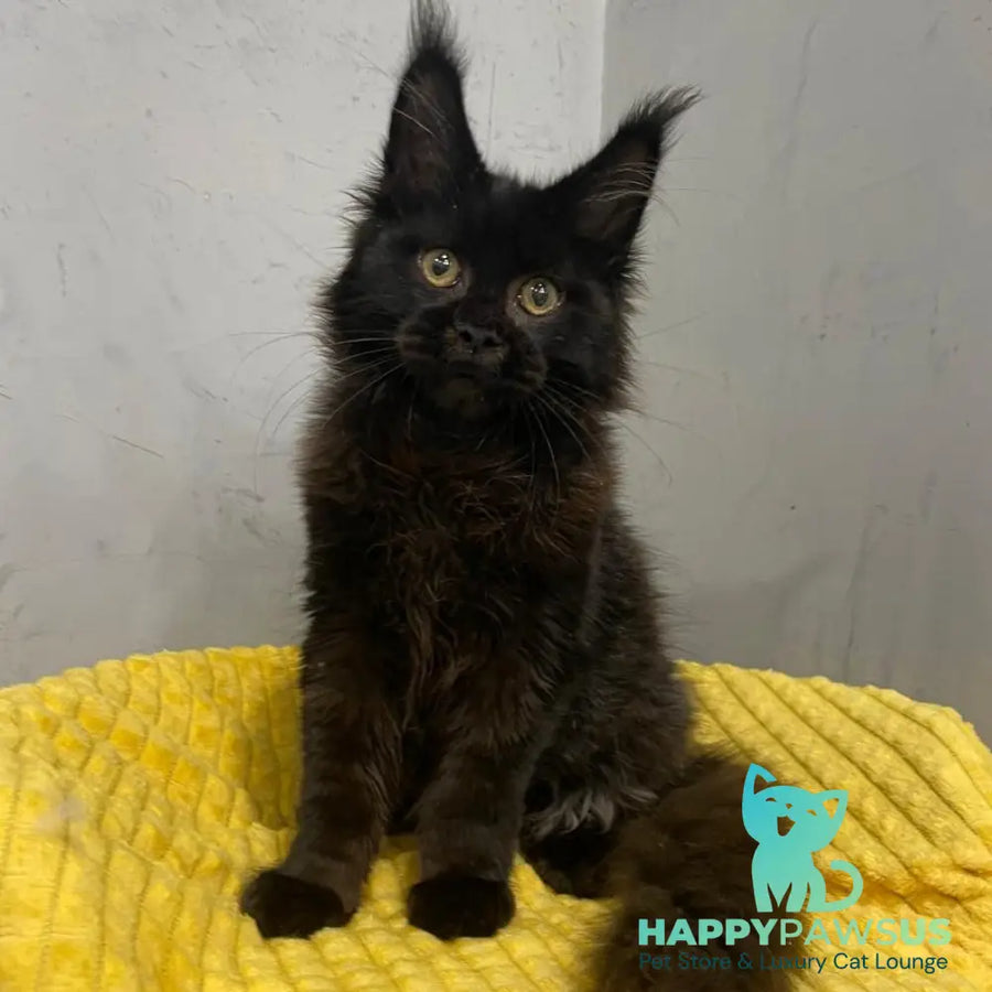 Potap Maine Coon male black - live animals